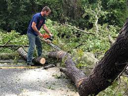 How Our Tree Care Process Works  in  Remlap, AL