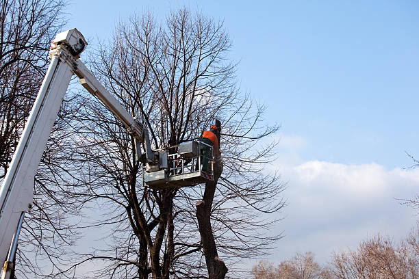 Best Emergency Tree Removal  in Remlap, AL